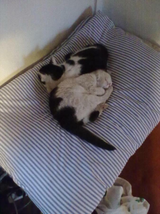 Apartman Dvorecna Loučovice Dış mekan fotoğraf